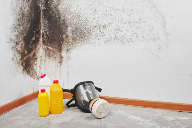 Reliable Apache, OK Mold Removal Solutions