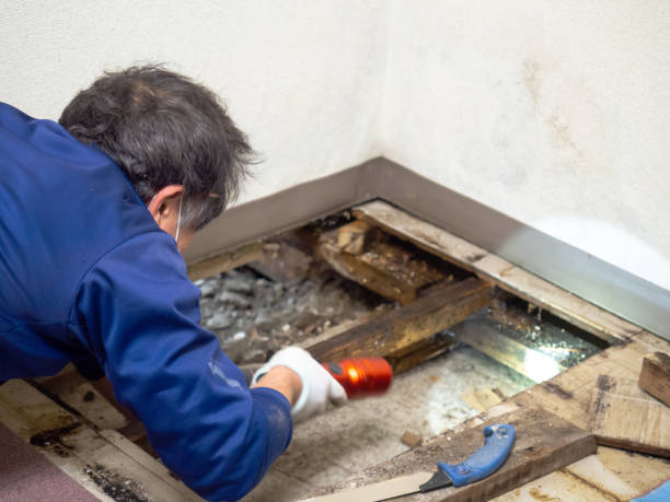 Best Black Mold Removal  in Apache, OK