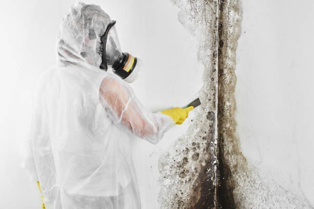 Best Mold Removal Near Me  in Apache, OK