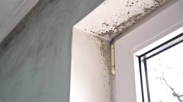 Best Affordable Mold Removal  in Apache, OK