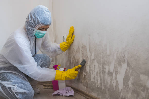 Best Attic Mold Removal  in Apache, OK