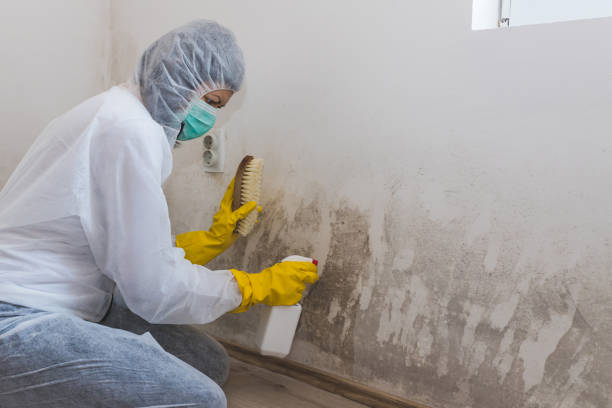 Best Commercial Mold Removal  in Apache, OK