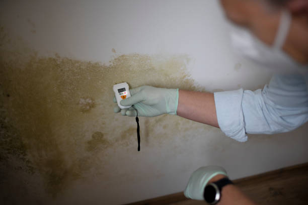 Attic Mold Removal in Apache, OK