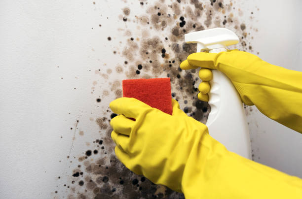 Best Mold Removal Near Me  in Apache, OK