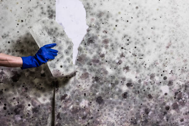 Reliable Apache, OK Mold Removal Solutions