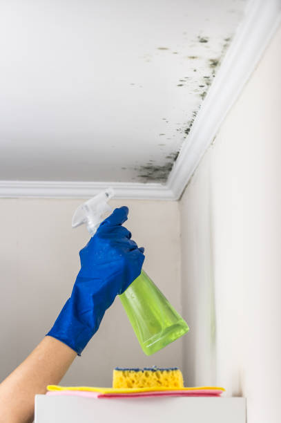 Best Mold Remediation Services  in Apache, OK